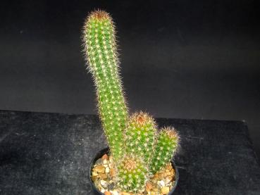Sales plant (sample)